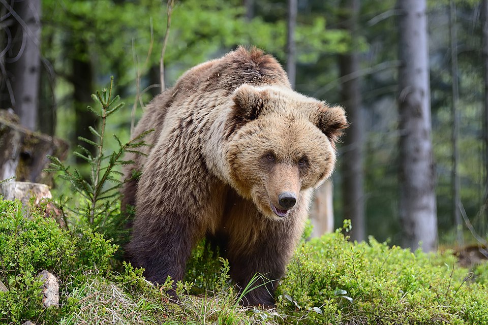 Европейский бурый медведь (Ursus arctos arctos) в Национальном природном парке «Синевир», Закарпатская область