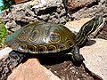 Черепаха Trachemys venusta