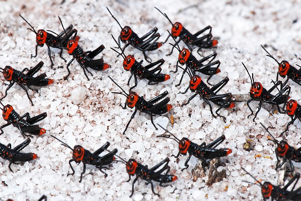 Кузнечики в стадии нимф из вида Chromacris speciosa[англ.] семейства Romaleidae. Государственный парк[англ.] «Пауло Сезар Винья»[англ.], муниципалитет Гуарапари, штат Эспириту-Санту, Бразилия