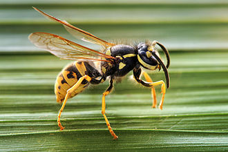 Vespula germanica