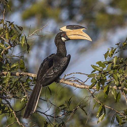Индийская птица-носорог (Anthracoceros coronatus)