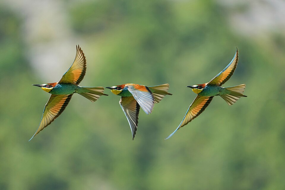 Европейская золотистая щурка (Merops apiaster). Фотография создана из трех последовательных кадров полёта птицы. Природный парк Пфин-Фингес (нем. Pfyn-Finges), Швейцария