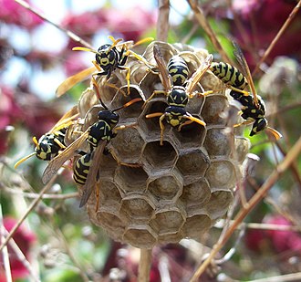 Polistes dominula
