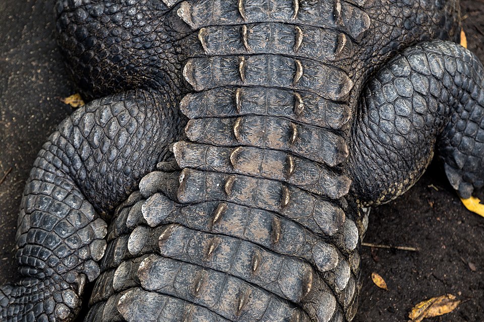 Задние лапы и основание хвоста острорылого крокодила (Crocodylus acutus)